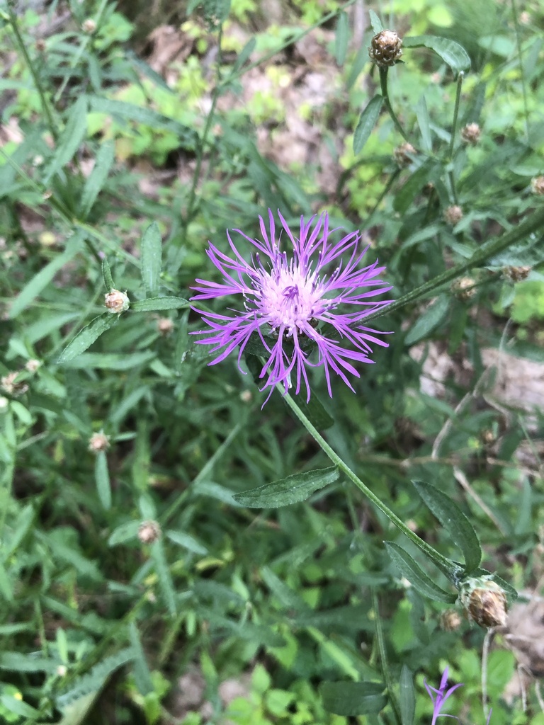 Spotted knapweed from cr 9 chatham ny us on august 19 2023 at 02 15