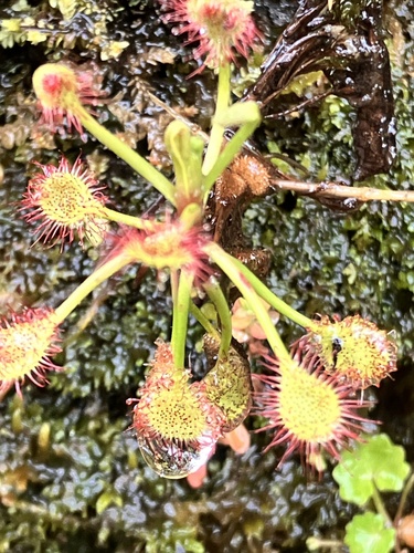 Madagascar Sundew