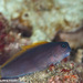 Blackass Combtooth Blenny - Photo (c) Tim Cameron, all rights reserved, uploaded by Tim Cameron