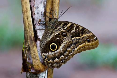 Caligo telamonius - Wikipedia