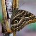 Dusky Owl-Butterfly - Photo (c) Rogério Machado, all rights reserved, uploaded by Rogério Machado
