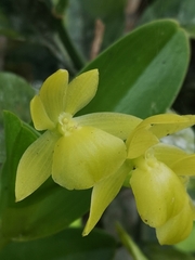 Epidendrum hunterianum image