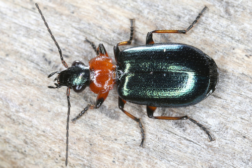 Lebia cyanocephala (Linnaeus, 1758)