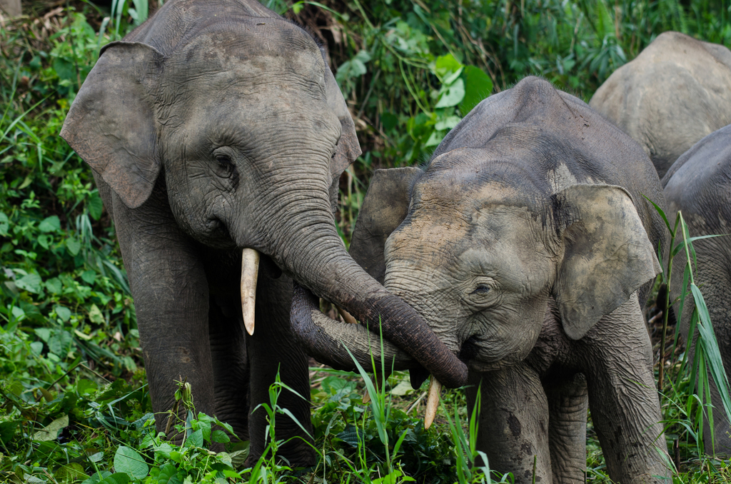 Bornean Elephant on February 03, 2017 by Miguel Monteiro · iNaturalist