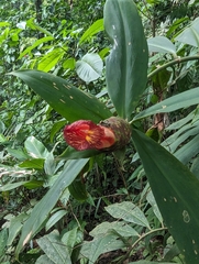 Costus laevis image