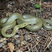 Northern Green Rat Snake - Photo (c) Josh Benavidez, all rights reserved, uploaded by Josh Benavidez