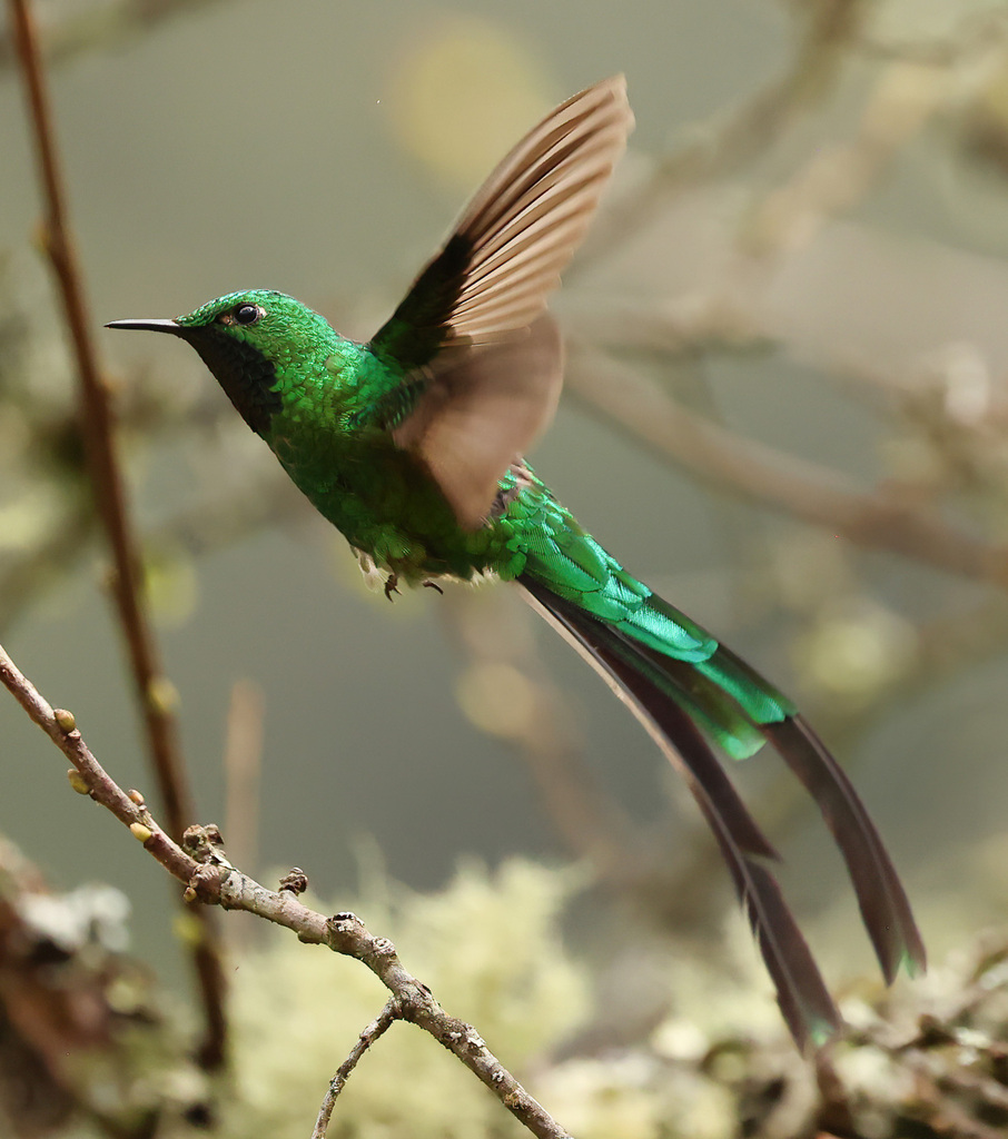 Green-tailed Trainbearer (Lesbia nuna) photo