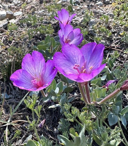 Epilobium siskiyouense