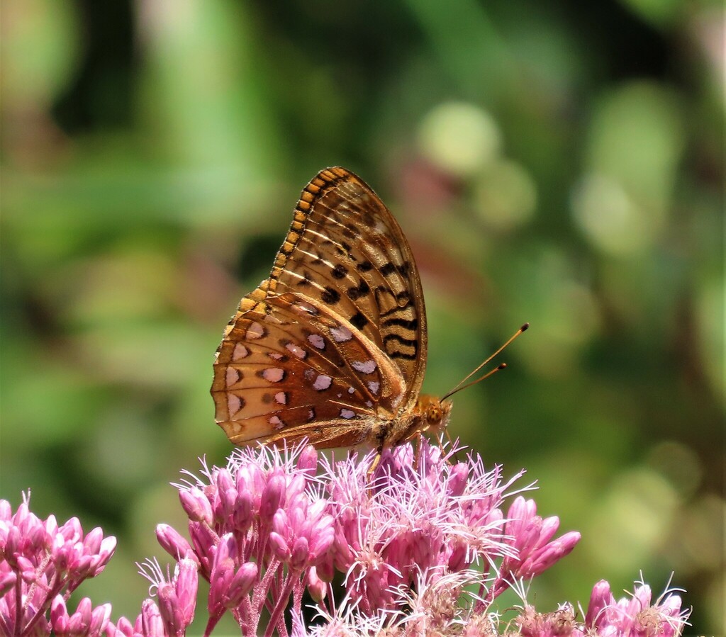 Great Spangled Fritillary from Belleville, ON, Canada on August 19 ...