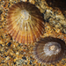 Orange-edged Limpet - Photo (c) Wendy Feltham, all rights reserved, uploaded by Wendy Feltham
