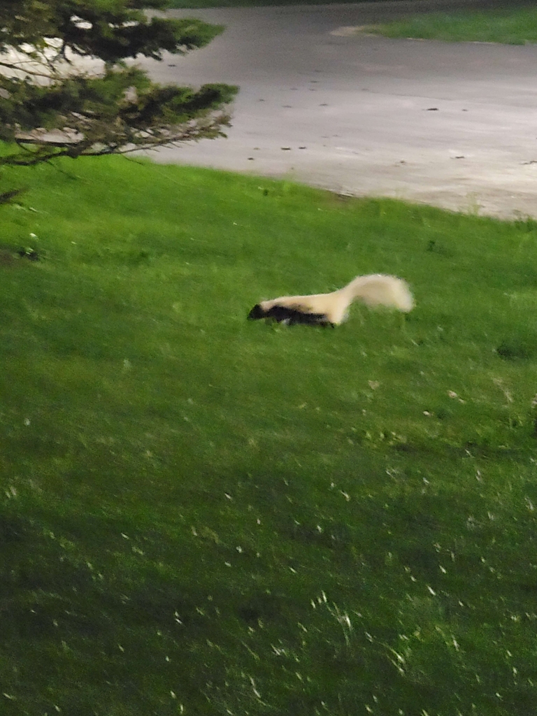 Skunks In Ohio Striped Skunk from Elida, OH 45807, USA on August 19, 2023 at 10:23 PM ...