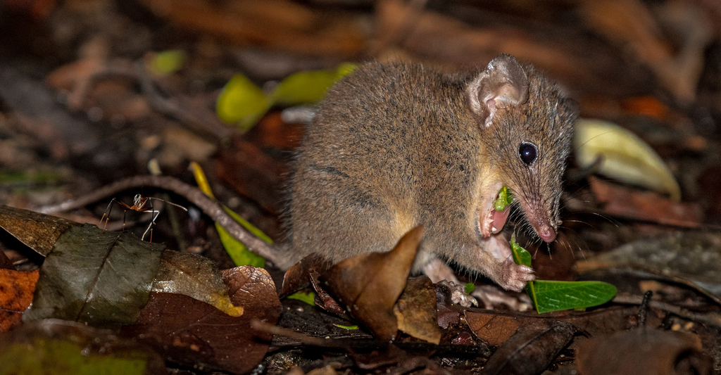 Subtropical Antechinus from Mount Glorious QLD 4520, Australia on