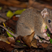 Antechinus - Photo (c) Hunter McCall, todos los derechos reservados, uploaded by Hunter McCall
