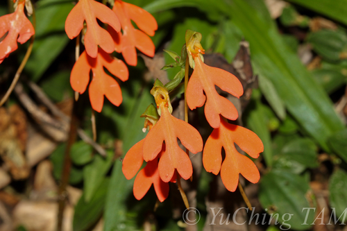 Rosy-Lipped Habenaria