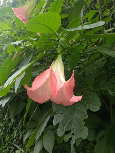 magnificent angel's trumpet