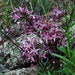 Vincetoxicum purpureum - Photo (c) Татьяна Маврина, όλα τα δικαιώματα διατηρούνται