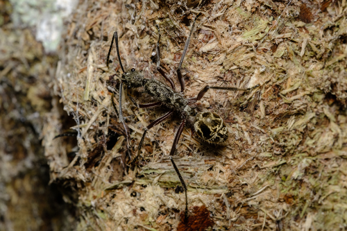 六刺多刺蚁Polyrhachis sexspinosa