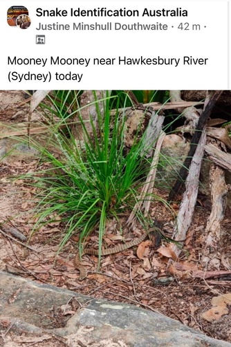 Tiger Snake sighting