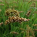 Carex laevissima - Photo (c) snv2, todos los derechos reservados, subido por snv2