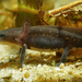 Oriental Fire-bellied Newt - Photo (c) Henk Wallays, all rights reserved, uploaded by Henk Wallays
