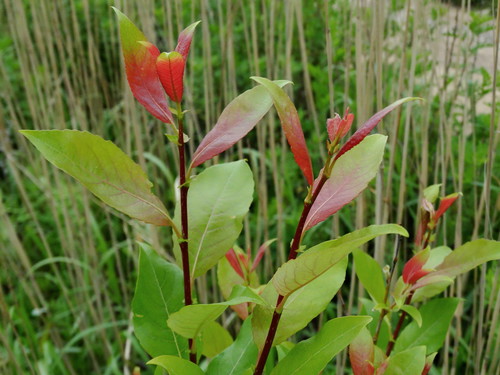 How to identify Salix taraikensis Kimura