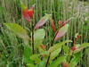 Salix taraikensis - Photo (c) snv2, all rights reserved, uploaded by snv2