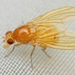 Sapromyza sexpunctata - Photo (c) WonGun Kim, todos los derechos reservados, subido por WonGun Kim