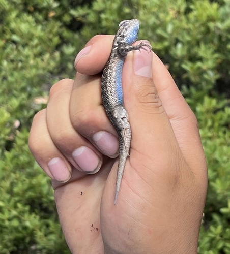 iNaturalist observation photo of Western Fence Lizard