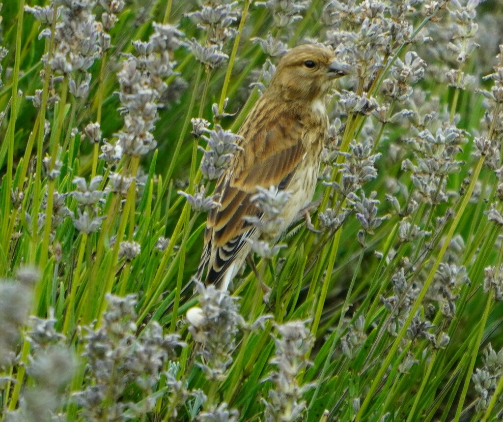 Eurasian Linnet from 英國希欽 on August 8, 2023 at 06:07 PM by Queenie Shum ...