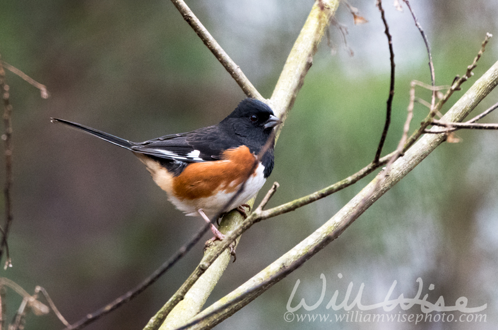 Eastern Towhee