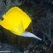 Forceps Butterflyfish - Photo (c) Tim Cameron, all rights reserved, uploaded by Tim Cameron