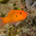 Jaguar Dottyback - Photo (c) Tim Cameron, all rights reserved, uploaded by Tim Cameron