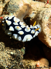 Image of Phyllidia rueppelii