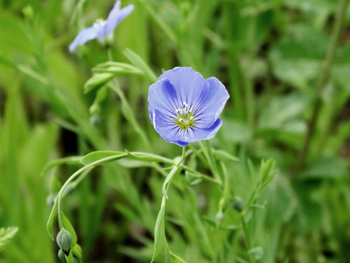 Linum amurense