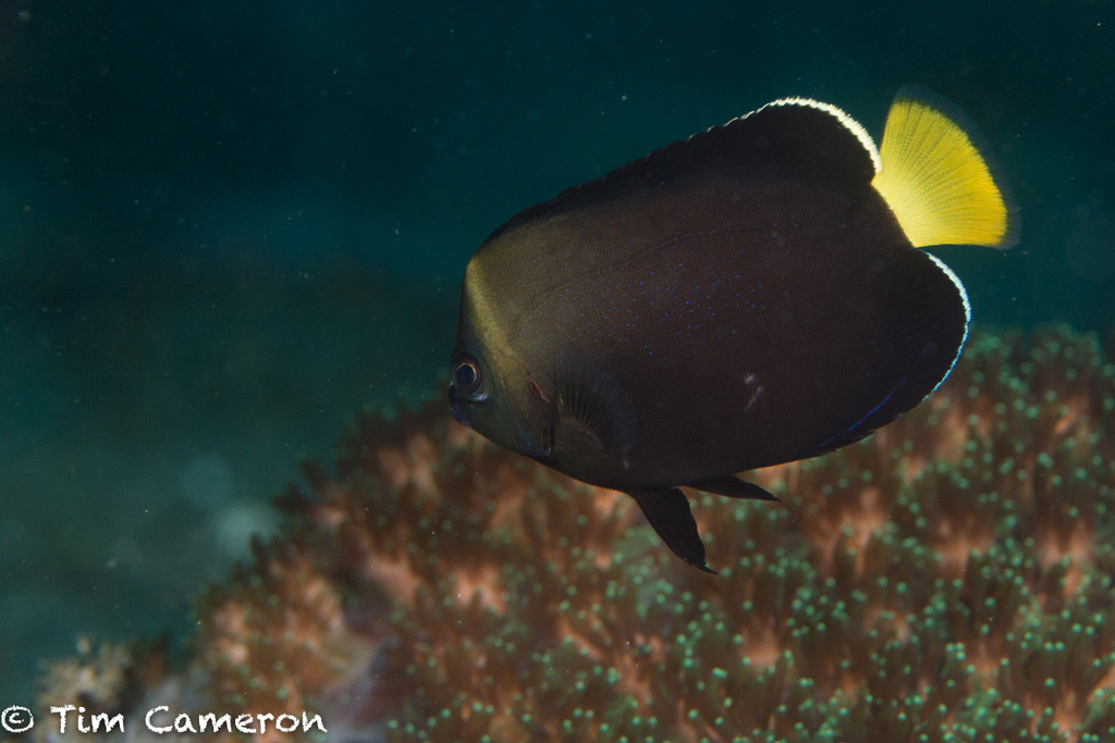 Peixe Anjo Azul Filipino Peixe Anjo Imperador Pomacanthus Imperator