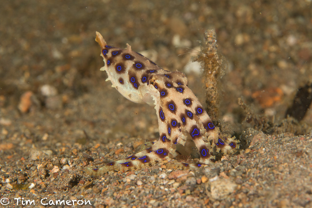 blue ringed octopus eating a crab