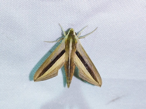 Brown-Banded Hunter Hawkmoth