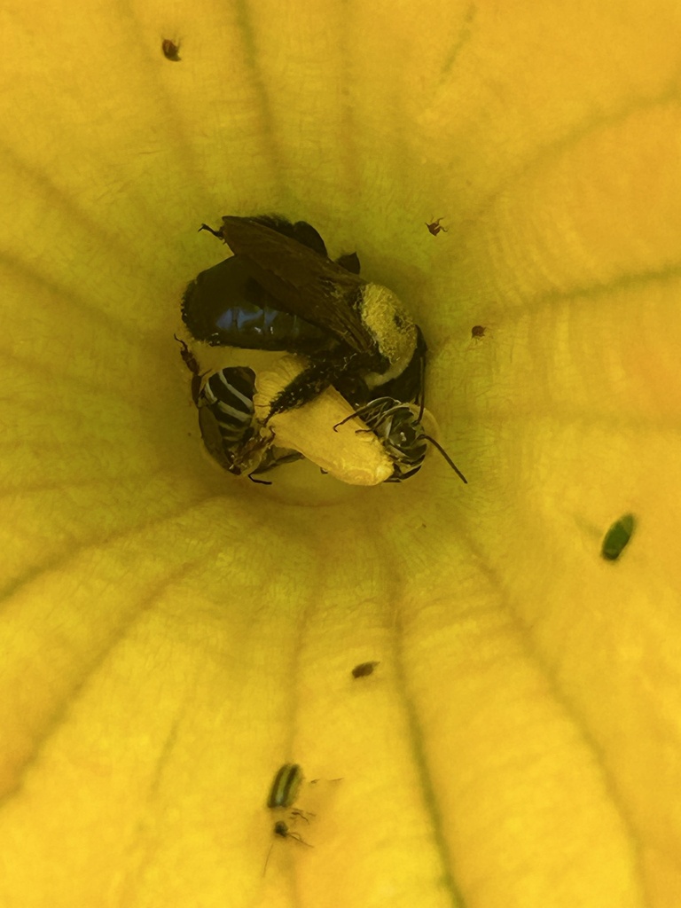 Pruinose Squash Bee from Hanses Dr, Louisville, KY, US on August 20