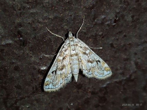 Hydrilla Leafcutter Moth