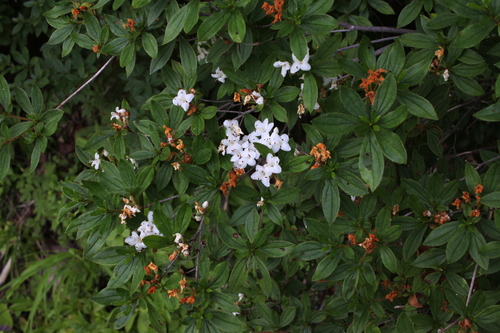 Three-leaf white chick azalea (Rhododendron trinerve)