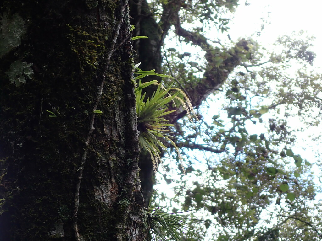 Oberonia caulescens in August 2023 by yongzhe · iNaturalist