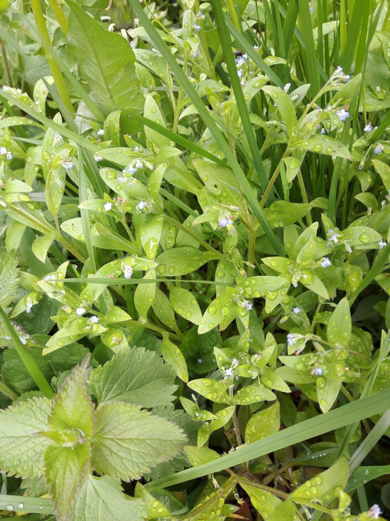 Forget-me-nots (Genus Myosotis) · iNaturalist