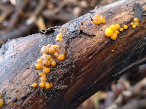 Lašelinis dakrimicis nuotrauka