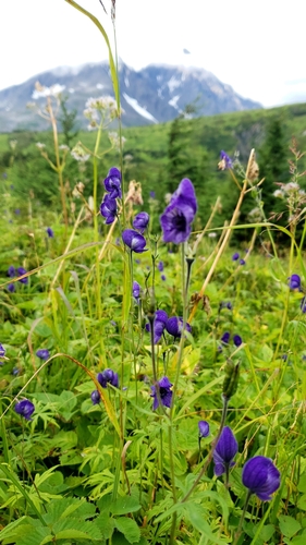 Larkspurleaf Monkshood