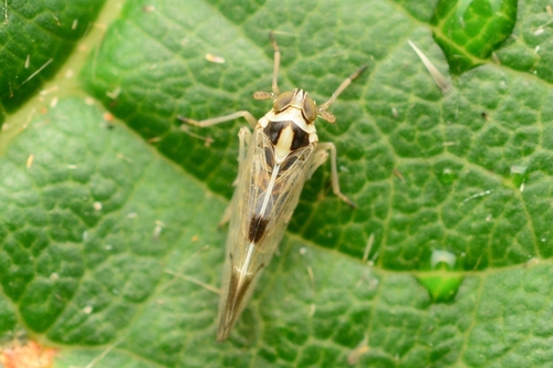 Sogatella furcifera (Horváth, 1899)