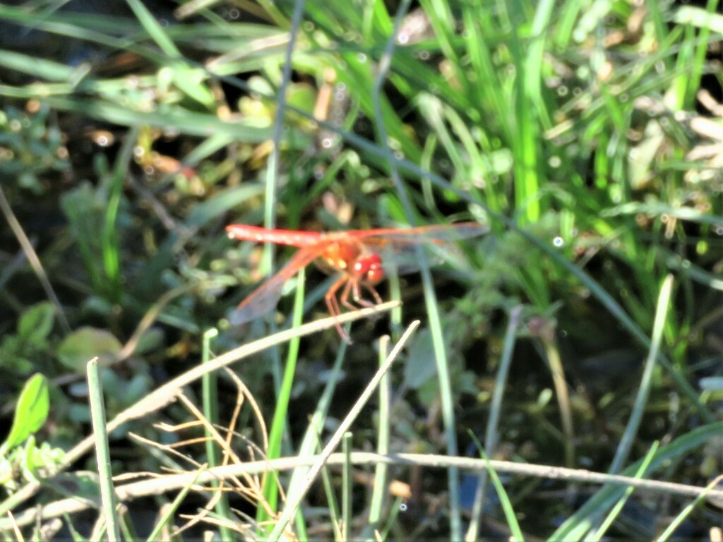 Cardinal Meadowhawk from Riverside County, CA, USA on August 18, 2023 ...