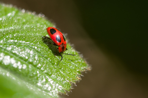 False Ladybird