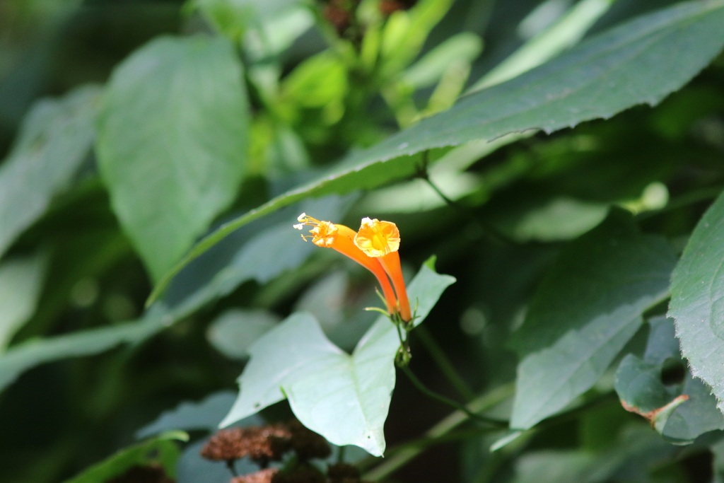 Ipomoea hastigera from Mapastepec, Chis., Mexico on February 01, 2019 ...