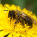 Andrena bicolorata - Photo (c) Will George, all rights reserved