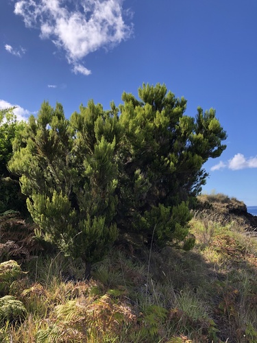 Azorean Heather